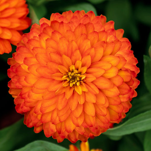 Zinnia Seeds Zinnia Zydeco Fire 25 Seeds