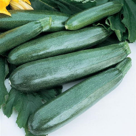 Black Beauty Zucchini Seeds Summer Squash 15 thru 250 Seeds