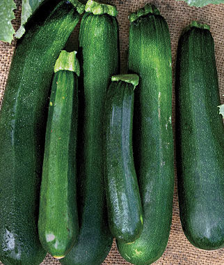 Black Beauty Zucchini Seeds 25 Summer Squash Seeds Flower Seeds