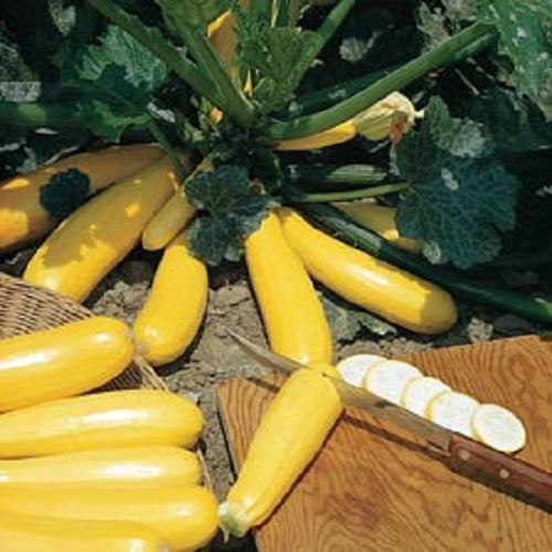 Zucchini Seeds 25 thru 250 Golden Zucchini Garden Seeds